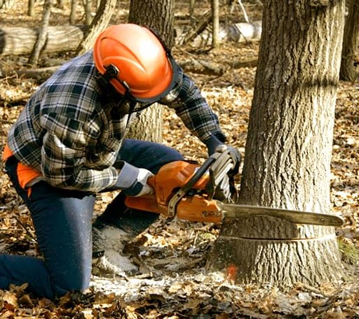 Tree Removal in Spencer, OK
